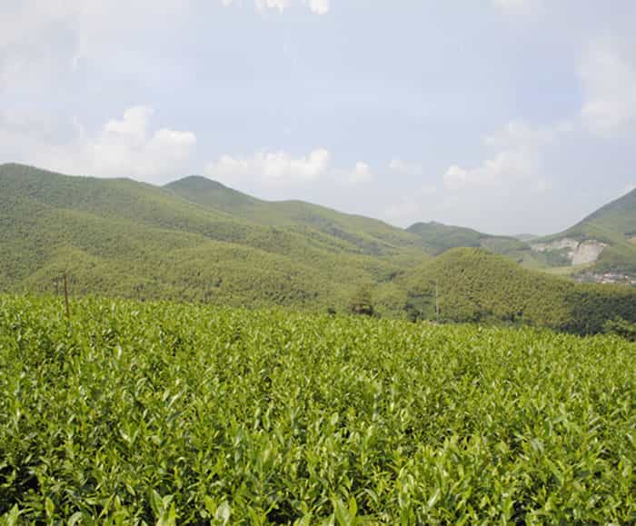 溧陽(yáng)白茶是啥茶？